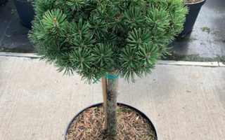 Pinus mugo 'Benjamin' 60KM