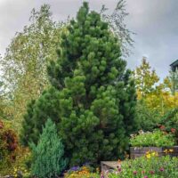 Pinus leucodermis 'Compact Gem' 20–30 cm