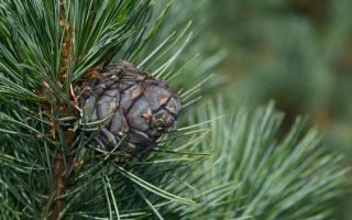 Pinus cembra
