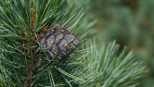 Pinus cembra - Obrázek 1