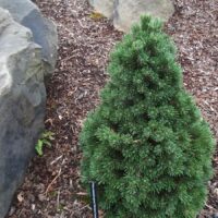 Pinus aristata 15–20 cm