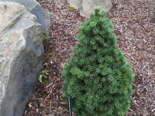 Pinus aristata 15–20 cm - Image 1