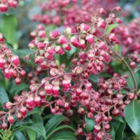 Pieris japonica 'Passion '20–30 cm