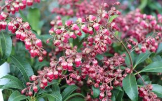 Pieris japonica 'Passion '20–30 cm