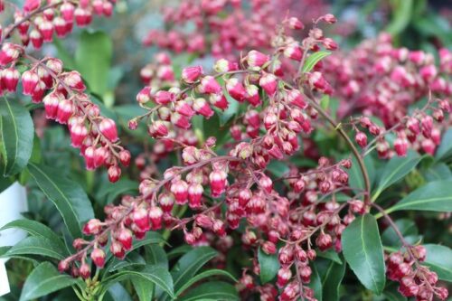 Pieris japonica 'Passion'20–25 cm - Image 1