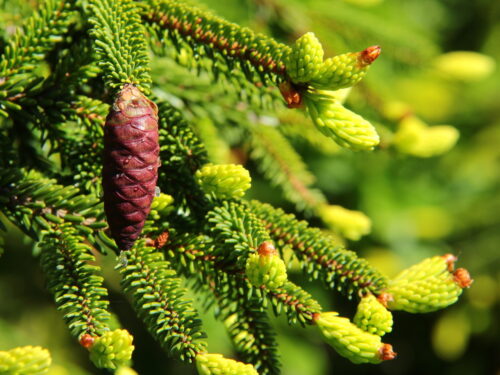 Picea orientalis 'Aureospicata' - Obrázek 2