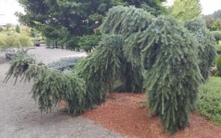 Picea omorika 'Pendula Bruns' 20–30 cm