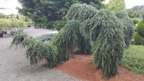 Picea omorika 'Pendula Bruns' 20–30 cm - Obrázek 1