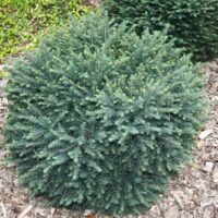 Picea omorika 'Karel' 20–30 cm