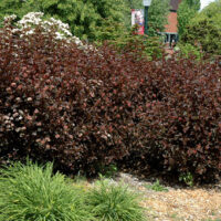 Physocarpus opulifolius 'All Black' 30–40 cm