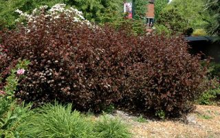 Physocarpus opulifolius 'All Black' 30–40 cm