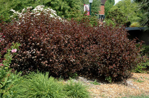 Physocarpus opulifolius 'All Black' 30–40 cm - Obrázek 1