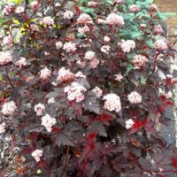 Physocarpus opul. 'Compacta Red' 30–40 cm