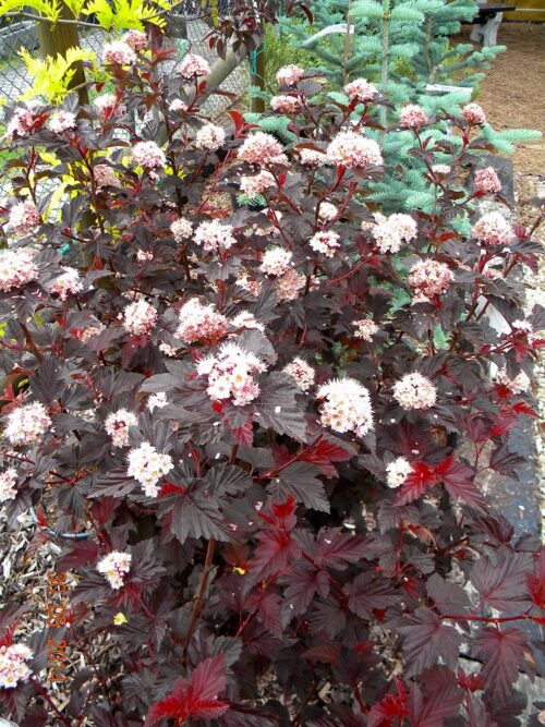 Physocarpus opul. 'Compacta Red' 30–40 cm - Obrázek 1