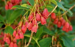 Enkianthus camp. 'Red Bells'