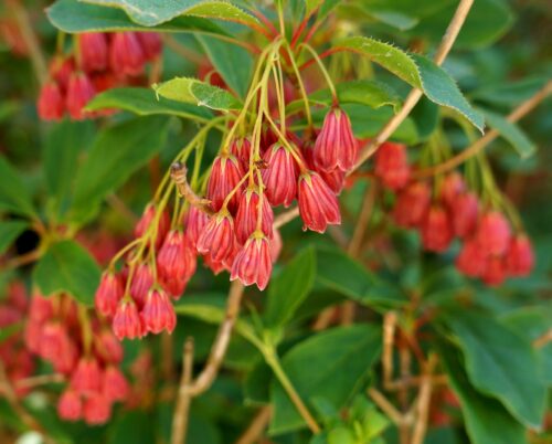 Enkianthus camp. 'Red Bells' - Obrázek 1