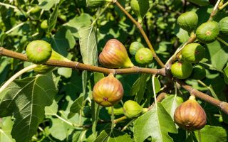 Ficus carica 'Brown Turkey'