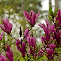 Magnolia 'Susan'