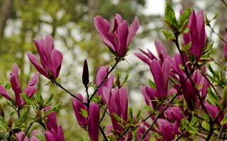 Magnolia 'Susan'