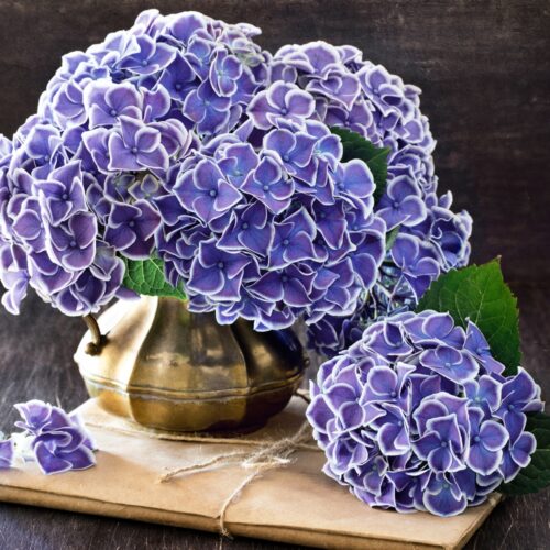 Hydrangea macr. 'Tivoli Blue' - Image 1