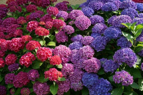 Hydrangea macr. 'Schloss Wackerbarth'® 3 barvy - Obrázek 1