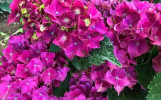 Hydrangea macr. 'Hot Red' lila 25–30 cm