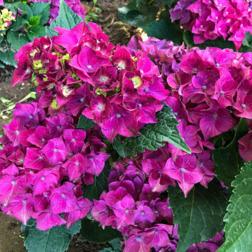 Hydrangea macr. 'Hot Red' lila 25–30 cm - Image 1