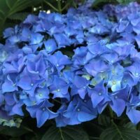 Hydrangea macrophylla Early® 'Blue'©