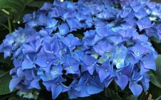 Hydrangea macrophylla Early® 'Blue'©