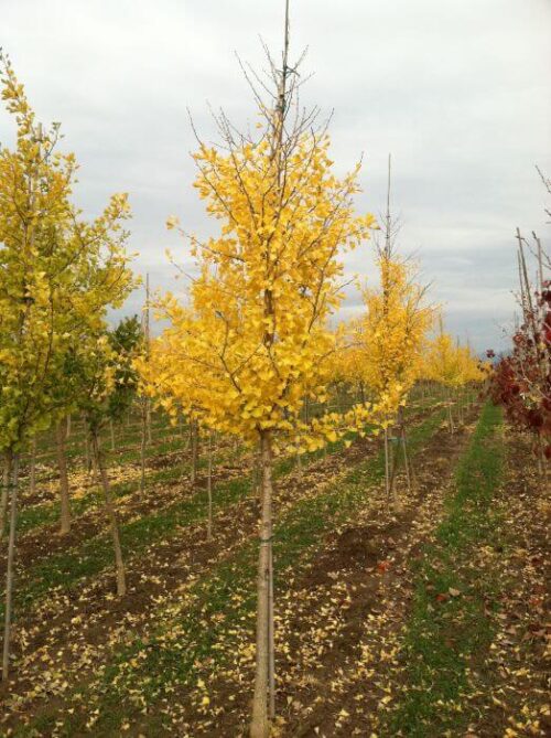 Ginkgo biloba 'Being Gold' - Image 1