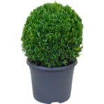 Buxus sempervirens, koule - Obrázek 3