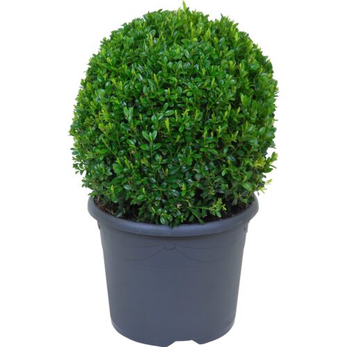 Buxus sempervirens, koule - Obrázek 3