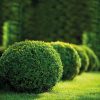 Buxus sempervirens, koule - C12L pr. 40 CM