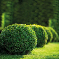 Buxus sempervirens, koule