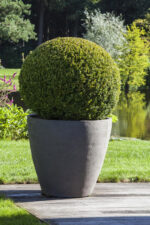 Buxus sempervirens, koule - Obrázek 2