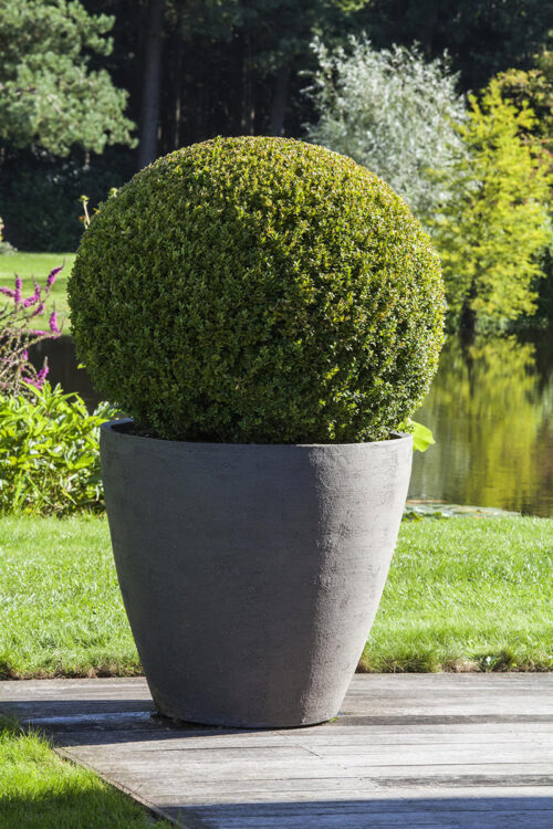 Buxus sempervirens, koule - Obrázek 2