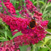 Buddleja dav. 'Red Dragon'® 20–30 cm