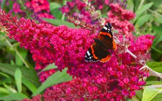 Buddleja dav. 'Red Dragon'® 20–30 cm