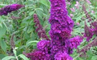 Buddleja dav. 'African Queen' 20–30 cm