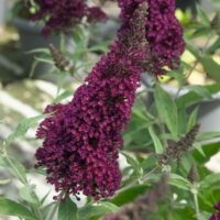 Buddleja Buzz 'Wine'