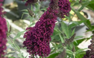 Buddleja Buzz 'Wine'