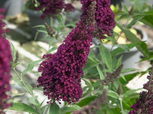 Buddleja Buzz 'Wine' - Obrázek 1