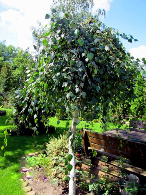 Betula pendula 'Zold Szakal' - Obrázek 1