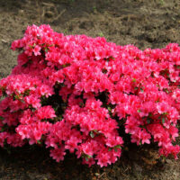Azalea (J) 'Rokoko' 20–30 cm