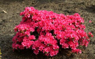 Azalea (J) 'Rokoko' 20–30 cm
