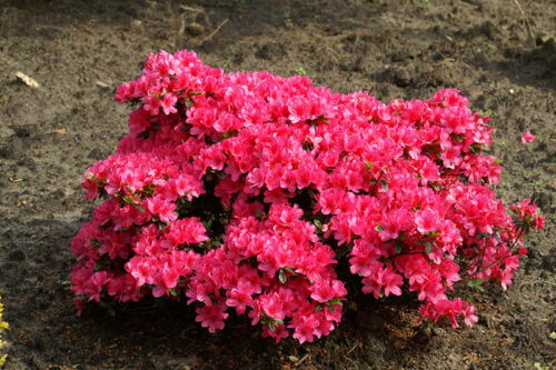 Azalea (J) 'Rokoko' 20–30 cm - Obrázek 1