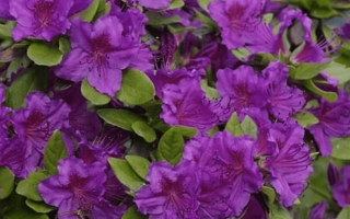 Azalea (J) 'Geisha Purple' 20–30 cm