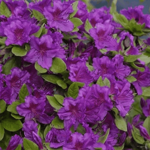 Azalea (J) 'Geisha Purple' 20–30 cm - Image 1