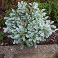 Abies koreana 'Kohout's Icebreaker'