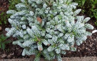 Abies koreana 'Kohout's Icebreaker'